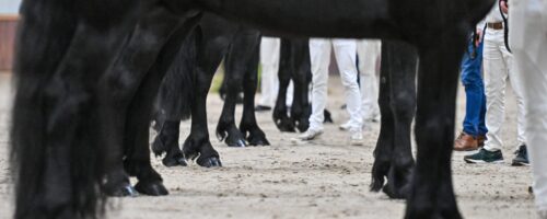Friese hengst tijdens de KFPS hengstenselectie