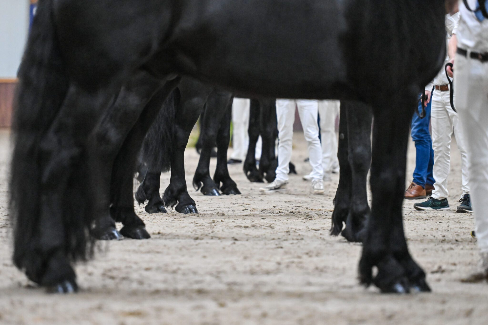 Friese hengst tijdens de KFPS hengstenselectie